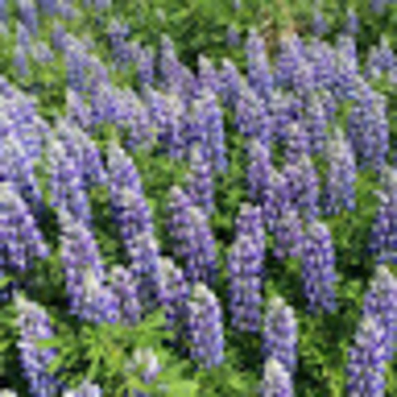 Meet your Posher, F's music - Picture 1 of 1